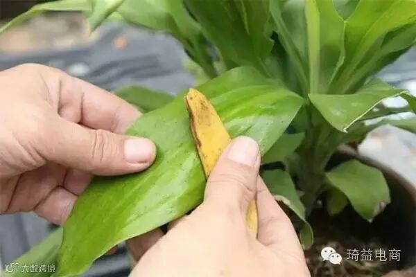 她吃完香蕉随手把皮扔在车内,第二天打开车门惊呆了