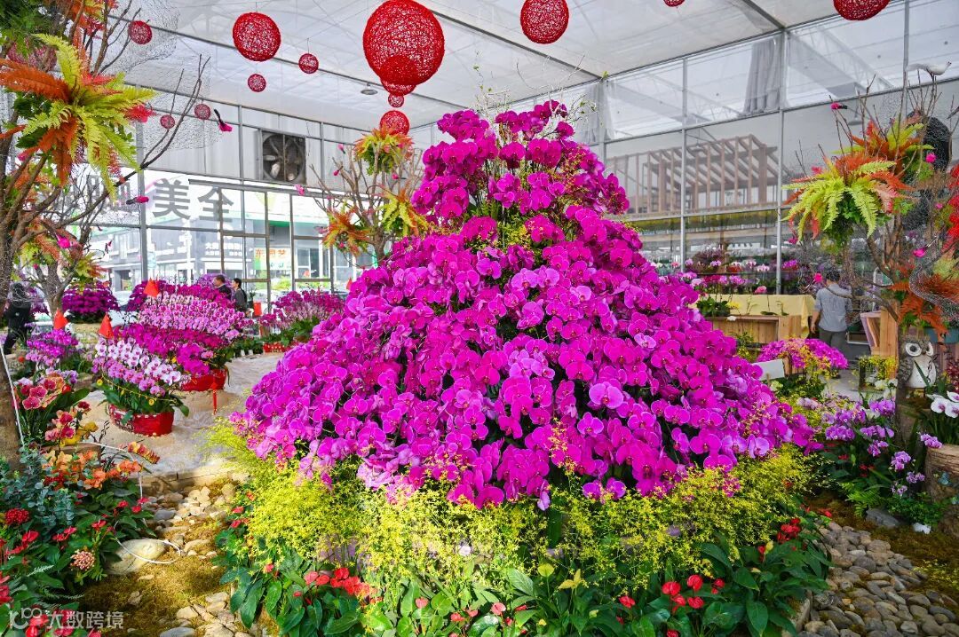花卉世界精品蝴蝶兰(花卉世界供图).jpg