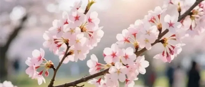 4月5日快讯：中越友谊关通关资讯