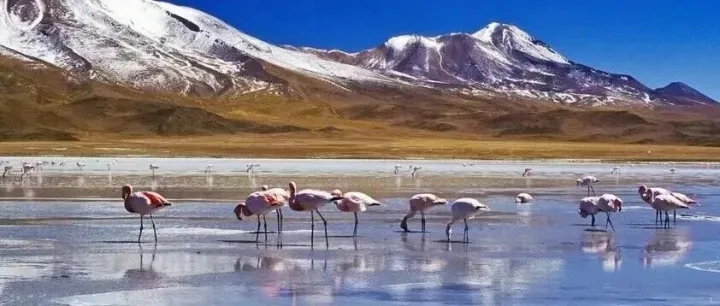 查询玻利维亚公司可以获取什么信息？