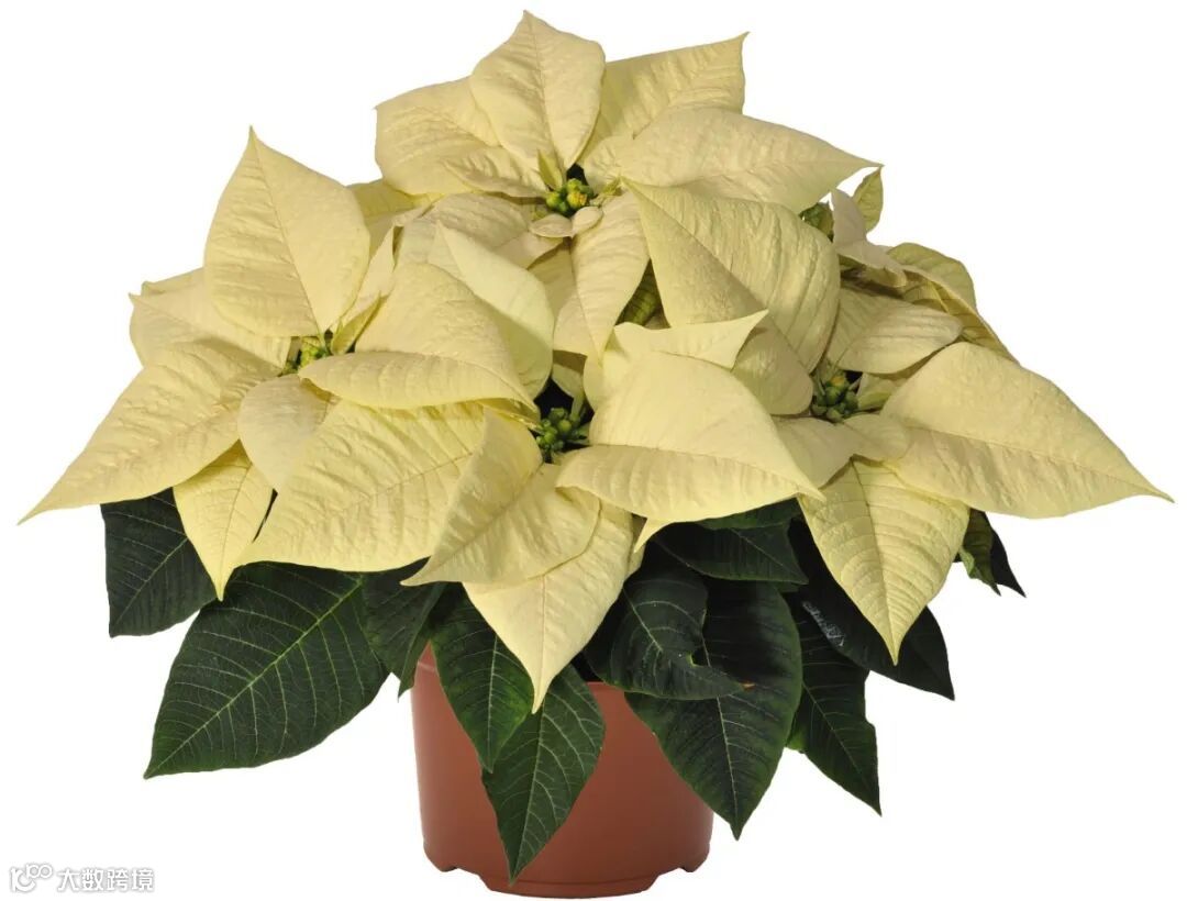 金奖白10233_Premium White_19376(1).jpg