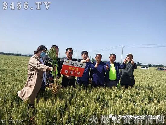 小麦破纪录,亩产1850斤!啥品种这么牛?
