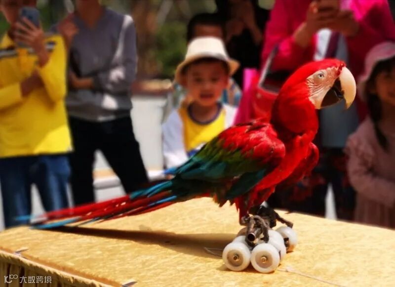 鹦鹉杂技—滑轮.jpg