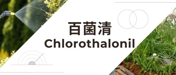 出口数据｜百菌清 98.5% Tech. 2025 年 3-6 月出口格局复盘：巴西持续领跑，美巴双核心格局稳固