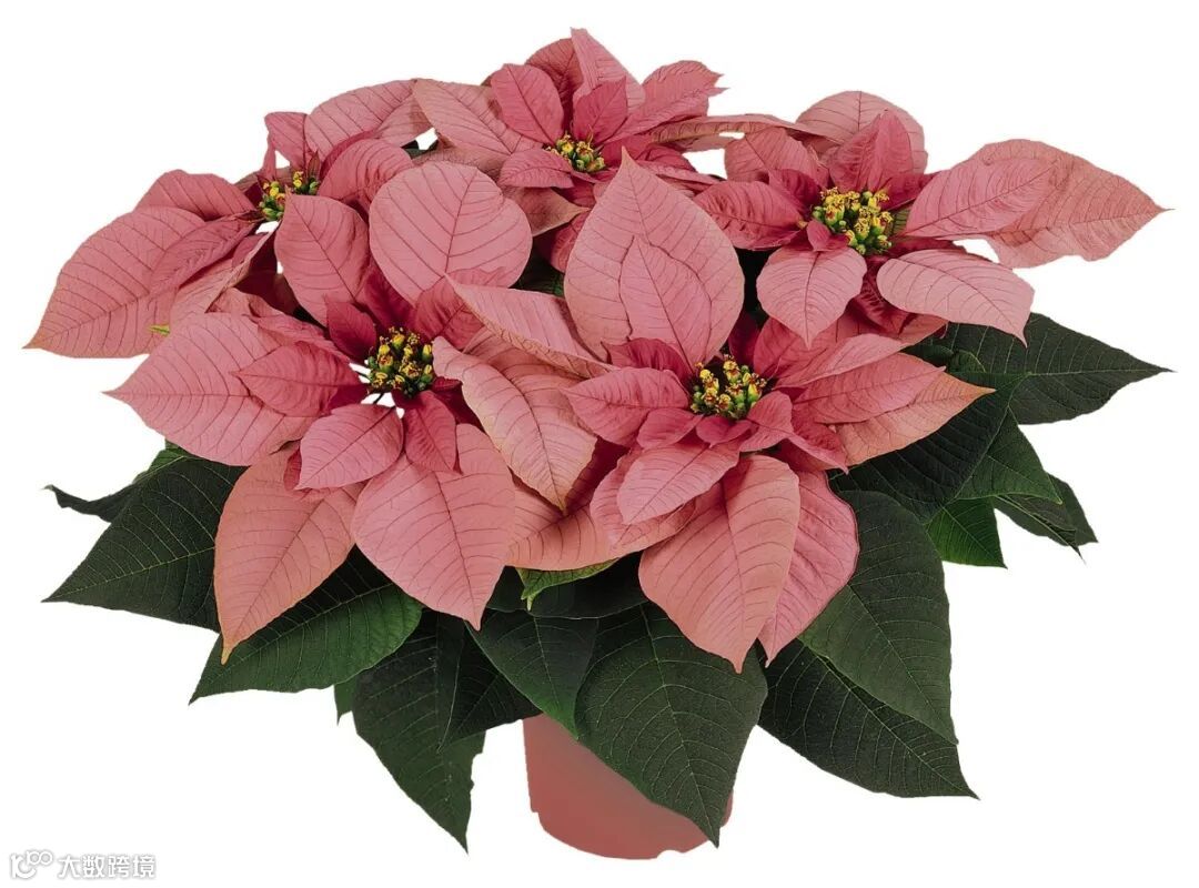 10235 金奖粉Premium Lipstick Pink.jpg