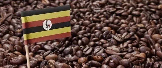 乌干达农业出口大改道！中企能抓的核心商机，全在这几个环节里