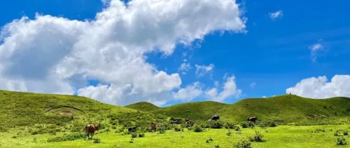 本周六出发 298元/人 珠江新城上车 汽车团 【徒步鸡笼顶 1天1夜】打卡粤西最美大草原，赏千亩高山杜鹃花