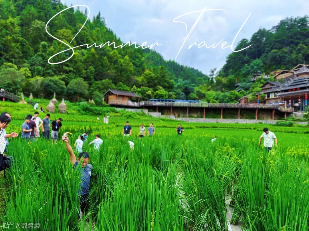 稻田.jpg