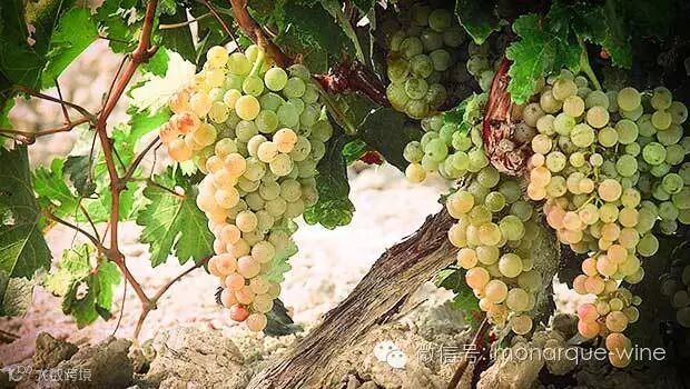 帕洛米诺(Palomino)