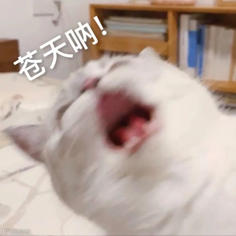 猫 苍天.jpg