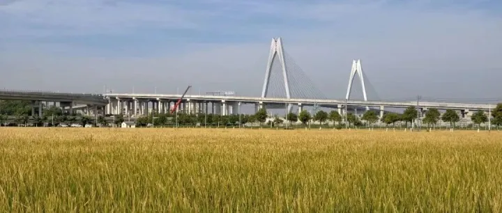 【媒体聚焦】乡村振兴：一个纯农业村的产业突围之路