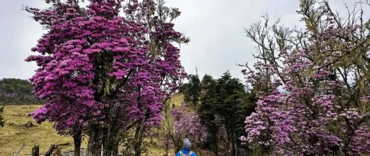4月25~4月30日（6天）徒个中国●云南｜虎跳峡格拉丹高山杜鹃徒步