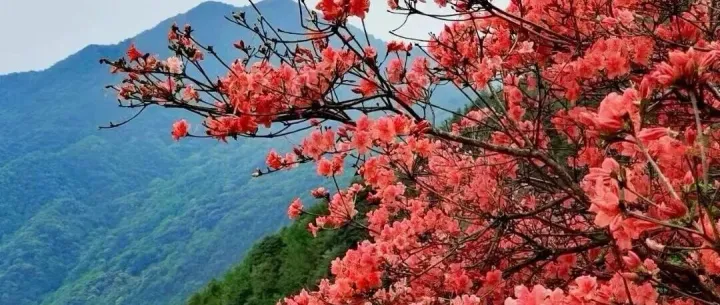 成行4.18/4.19专属优惠价49元【从化通天蜡烛 1天】挑战从化十登通天蜡烛，赏漫天杜鹃花，拍户外大片