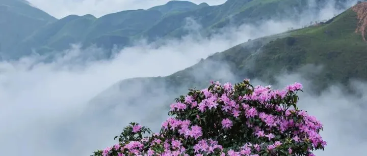 成行4.17,18 花开了 特惠298【徒步鸡笼顶 1天1夜】打卡粤西最美大草原，赏千亩高山杜鹃花