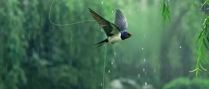 清明<em>安康</em>