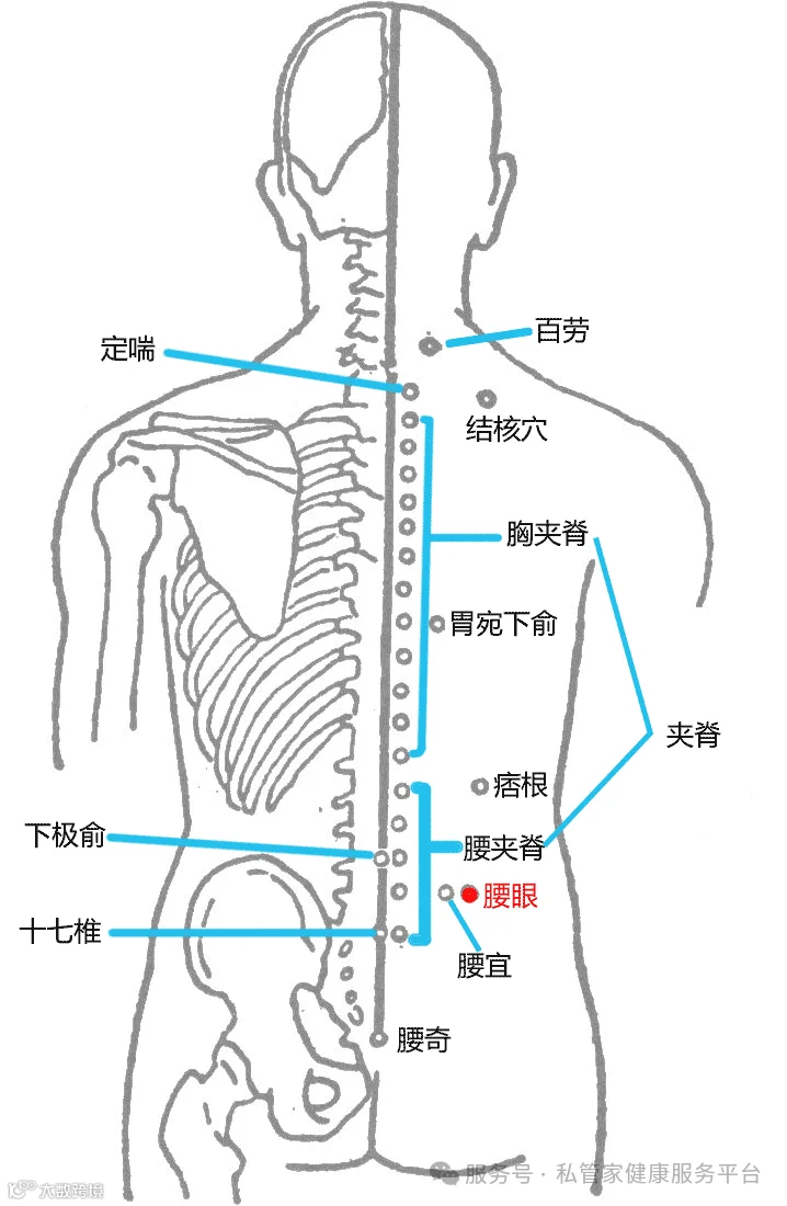 腰眼穴的准确位置图与作用-定位与取法-刺灸法_人体穴位图-方剂汇