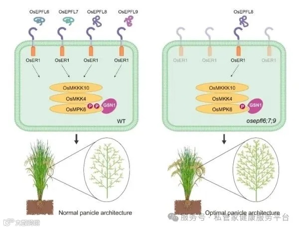 研究揭示小肽-类受体激酶信号塑造水稻理想穗型的分子机制----中国科学院