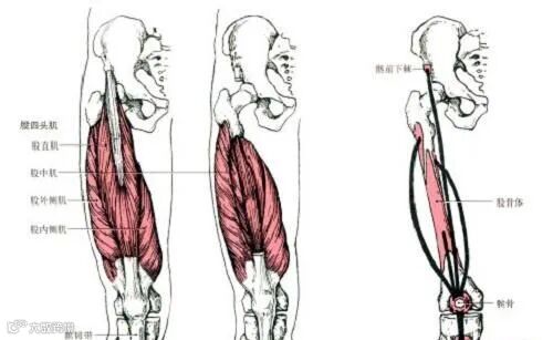 强健的大腿肌肉——股四头肌，如何更好的孤立股四头肌的训练？__凤凰网