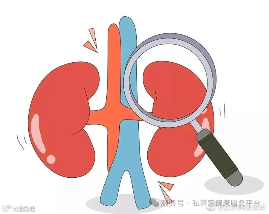 五脏养生之养肾补肾一、肾的功能 肾主水……