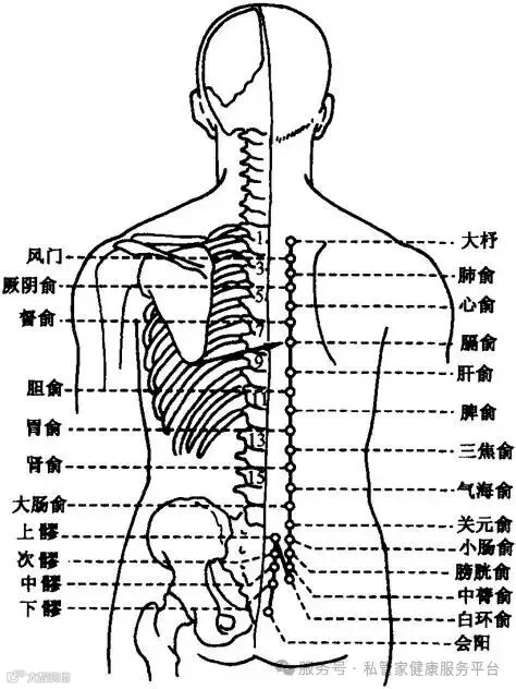 肾俞 (Shènshū，BL 23) 肾之背俞穴-中医学-医学