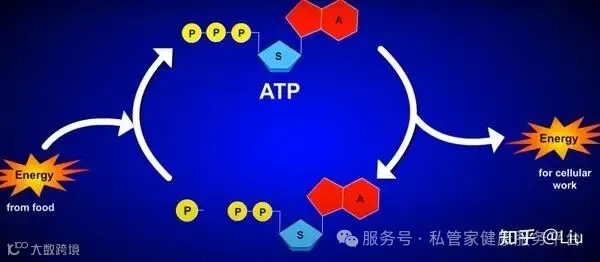 什么是ATP - 知乎