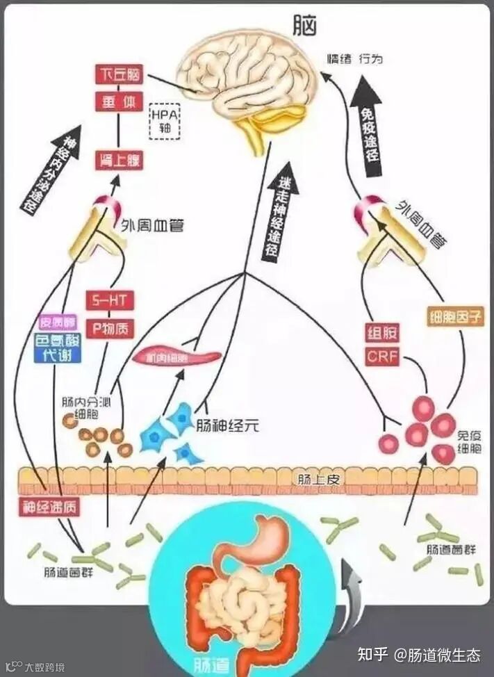 治疗新思路！自闭症与肠道菌群失衡有关 - 知乎