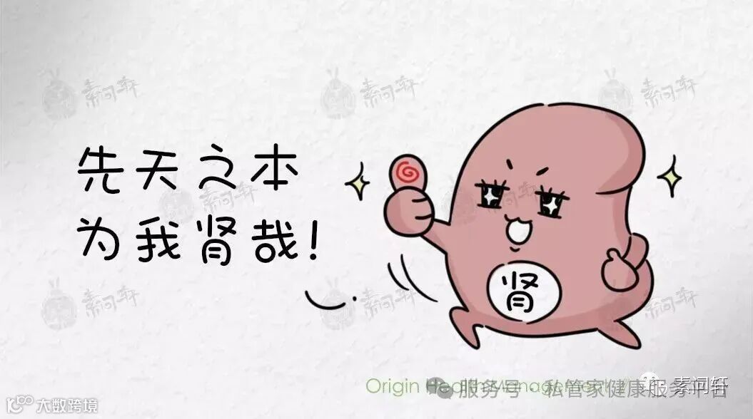 肾为先天之本,肾的能,先天之本_大山谷图库