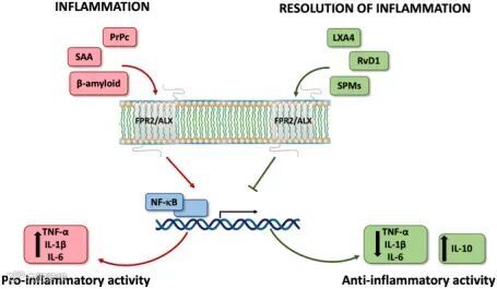 FPR2激动剂与拮抗剂