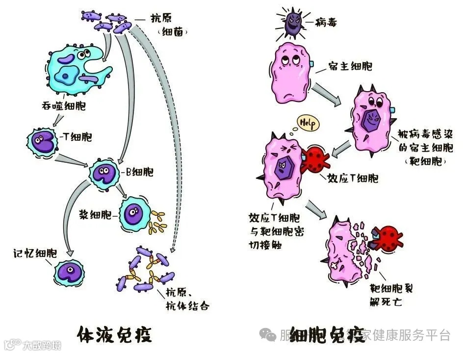 人体健康的守护神：免疫系统是怎么工作的？__凤凰网