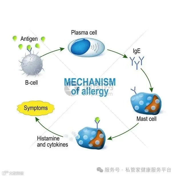过敏机制肥大细胞和过敏反应B细胞于过敏原插画图片下载-正版图片402313523-摄图网