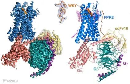 N-甲酰肽受体2（FPR2）配体