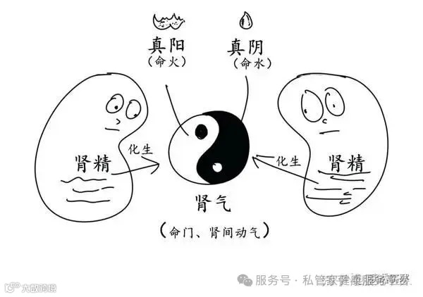 身高、智力、精神头、寿命、性、美丽，居然都与肾有关！ - 知乎