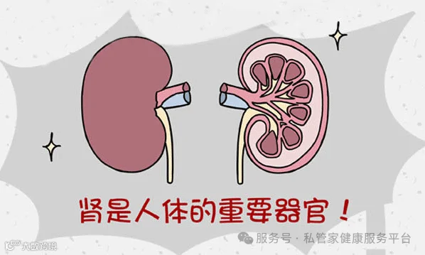 养肾是养生的开始 - 知乎