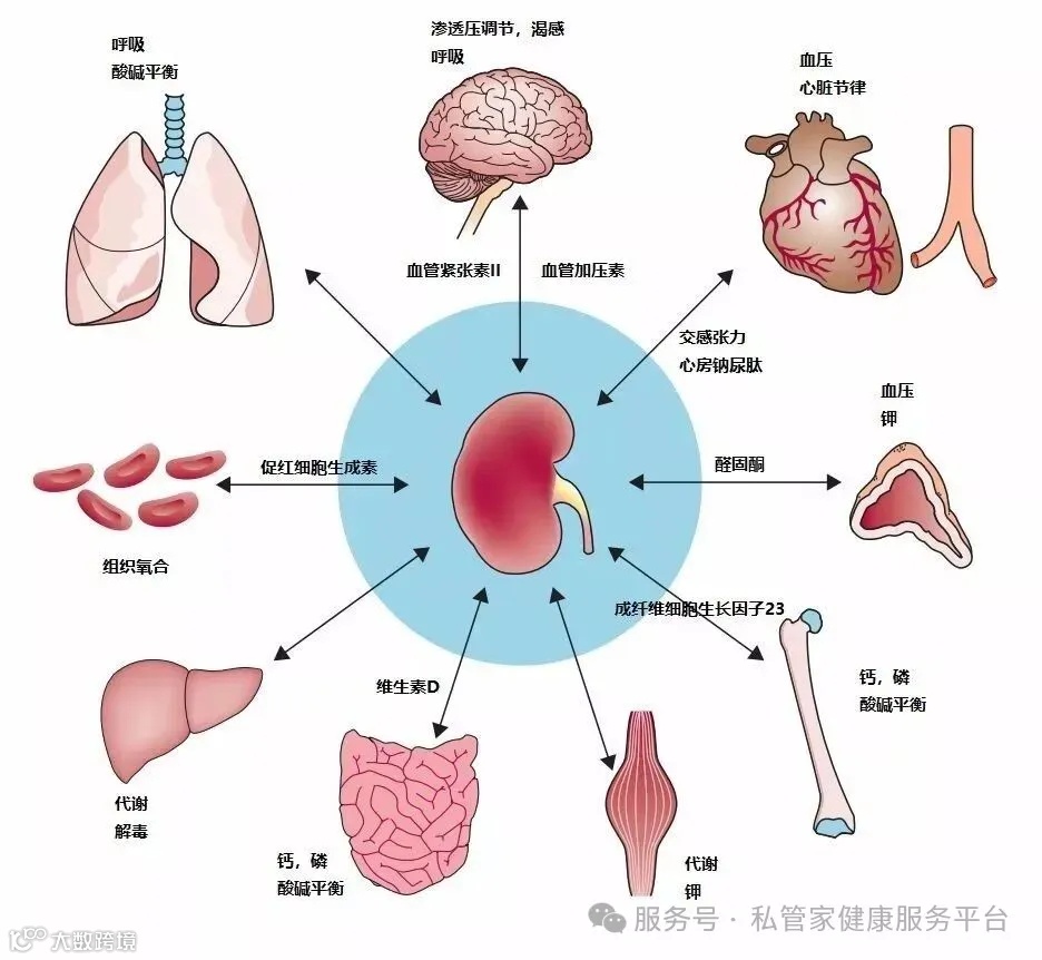 肾脏血管图,心管图,肾图_大山谷图库