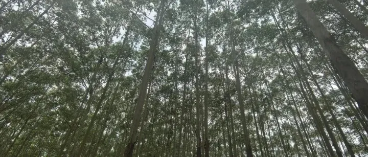 木材销售丨20260428期中林国控活立木（包青山）网络电子竞价交易销售公告