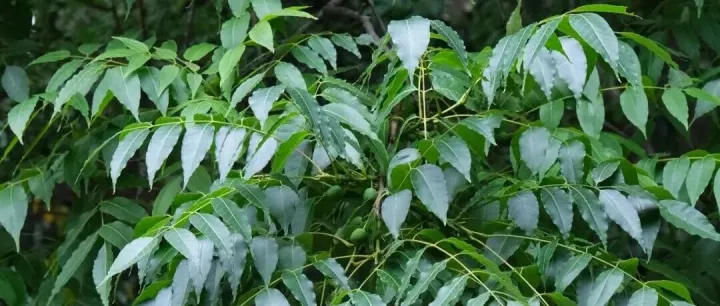 良凤江植物王国丨南酸枣——五眼六通菩提