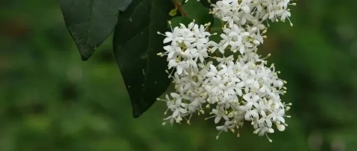 良凤江植物王国丨洁白如雪，凌冬不凋——小叶女贞