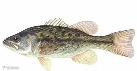 大口黑鲈（加州鲈鱼）Micropterus salmoides dà kǒu hēi lú_国外淡水鱼_鱼花网