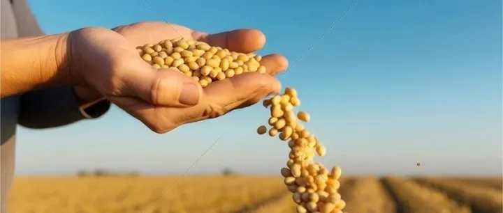 厄尔尼诺对我国东北产区影响有多大？