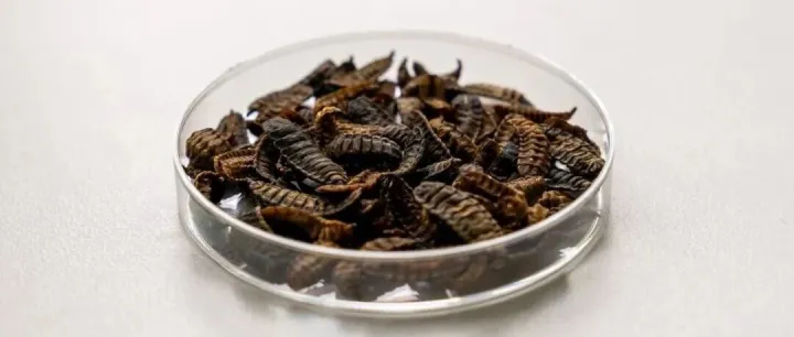 FTS LABS｜虾壳也能变面料？