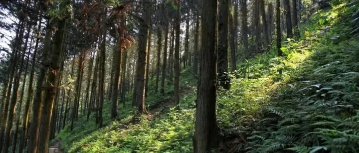 桂北万亩林海，融安香杉独揽全国半壁江山