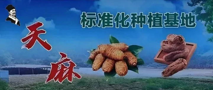践行“两山”理念，<em>罗田</em>天麻生态标准化种植再上新台阶