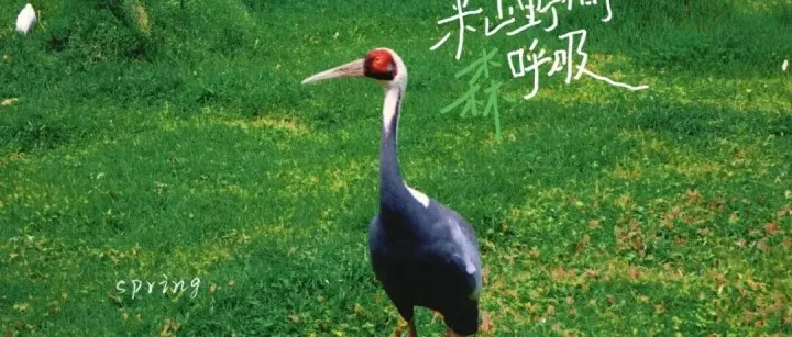 【铜韵】<em>普洱</em>的春天
