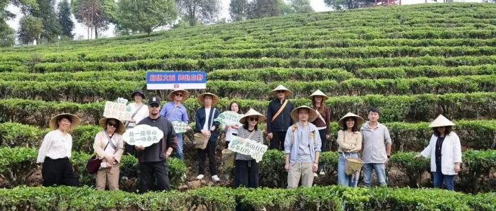 大益春茶季茶山行：以茶为媒结挚友 共探产业新未来