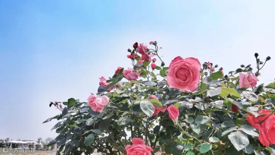 https://image.ipaiban.com/upload-ueditor-image-20190523-1558599595318002756.jpg