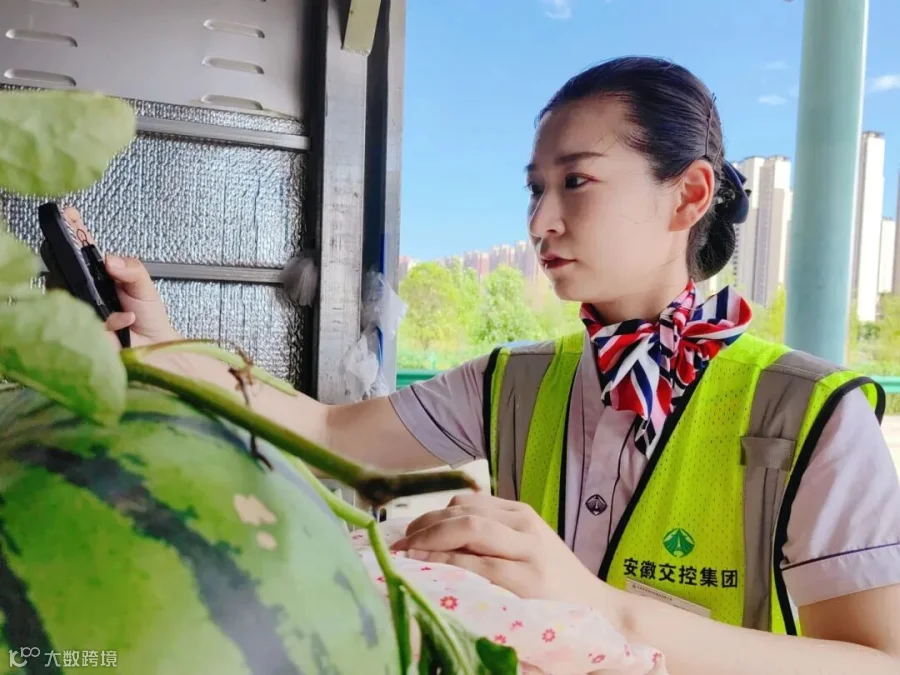 芜湖中心芜湖东站收费员汪雪琴正在查验车道里的绿通车辆.jpg