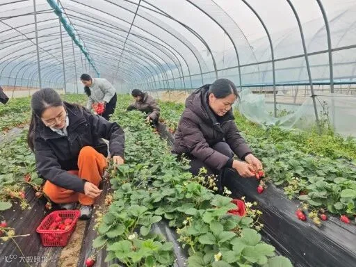 三八妇女节来临之际，泾县南站组织女员工前往地方草莓园采摘草莓2.jpg.jpeg