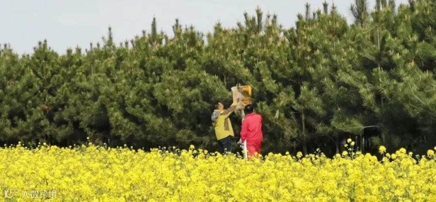 花、花、植物、芽、花瓣、粉红、春天、自然、特写、细节、绿色、博克