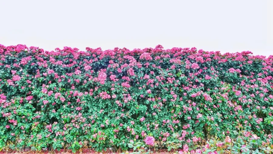 https://image.ipaiban.com/upload-ueditor-image-20190523-1558599486869015609.jpg