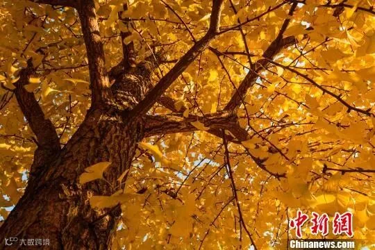 满树灿烂 余东山 摄
